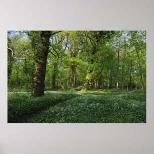 Spring in the Woods, Bute Park, Cardiff Poster