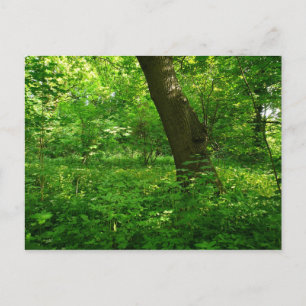 Spring in the Woods Postcard