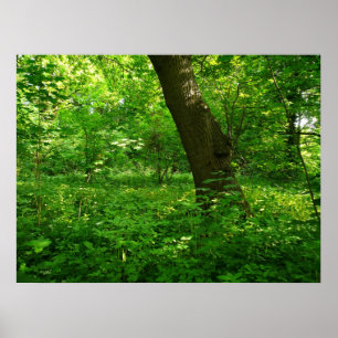 Spring in the Woods Poster
