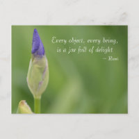 spring iris