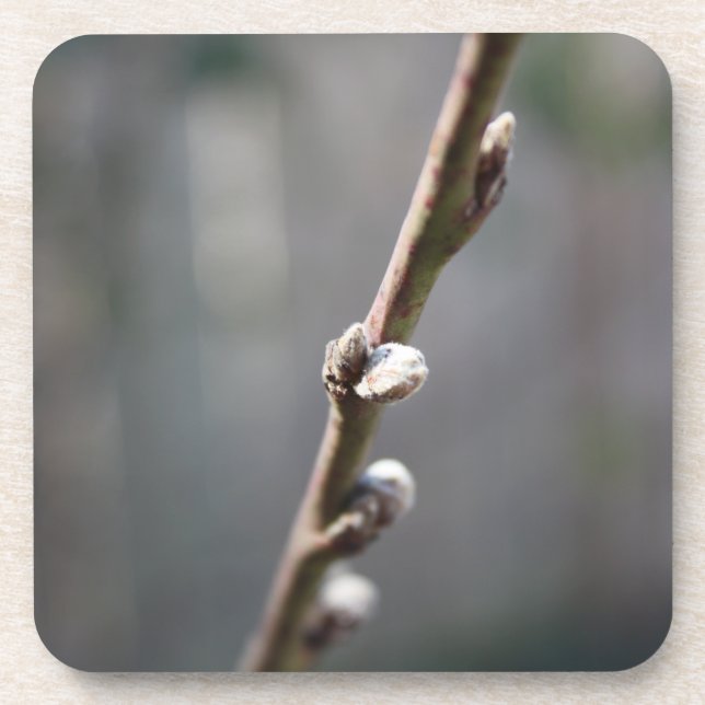 Spring is Coming Coaster (Front)