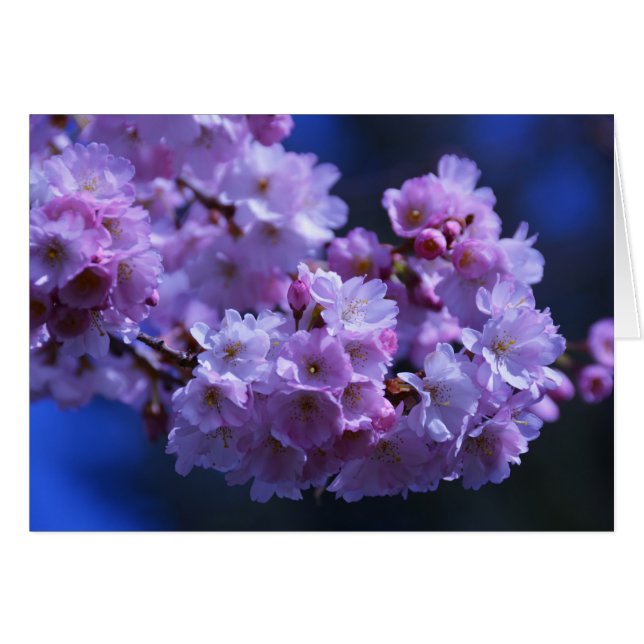 Spring is Here! (Front Horizontal)