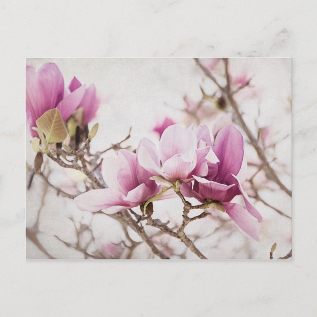 Spring is In the Air Postcard (Front)