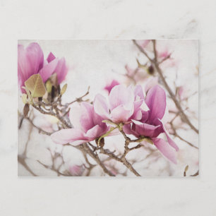 Spring is In the Air Postcard