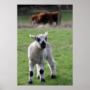 Spring Lamb - Fine Art Prints