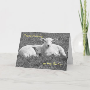Spring Lamb greeting card