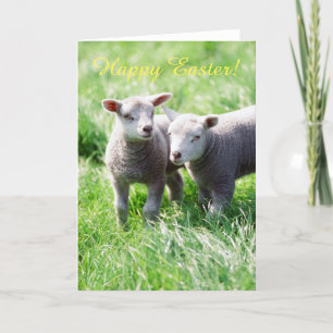 Spring lambs Easter card