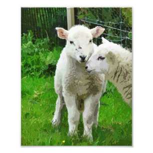 SPRING LAMBS PHOTO PRINT