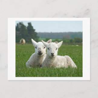 Spring Lambs Postcard