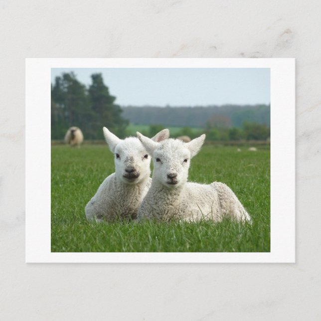 Spring Lambs Postcard (Front)