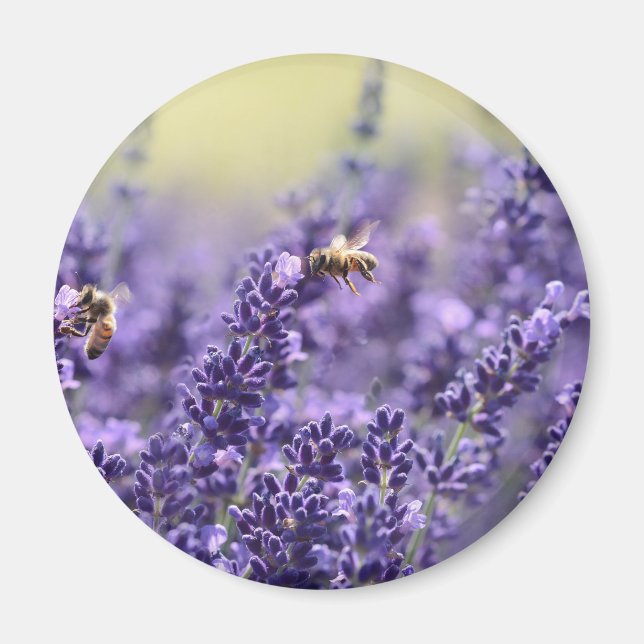 Spring Lavender with Bees Purple Floral Magnet (Front)