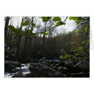 Spring Leaves at the Little Pigeon River