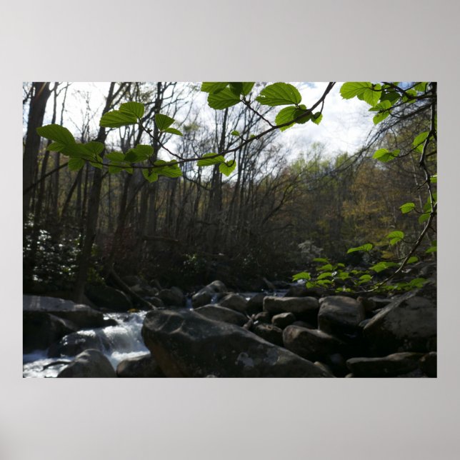 Spring Leaves at the Little Pigeon River Poster (Front)