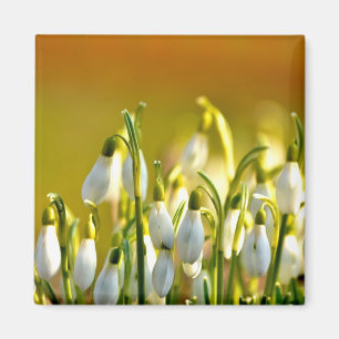 Spring - Magnet