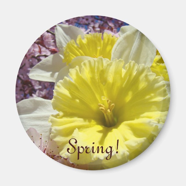 Spring! magnet gifts Bright Colour Daffodil (Front)