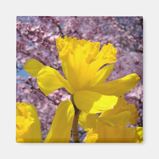 Spring magnets Yellow Daffodils Pink Tree Blossoms (Front)