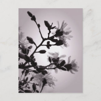 Spring Magnolia Postcard