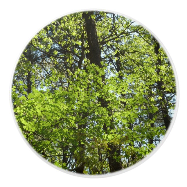 Spring Maple Leaves Nature Ceramic Knob (Front)