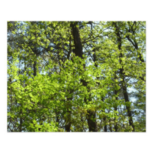 Spring Maple Leaves Nature Photo Print