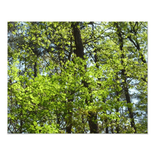 Spring Maple Leaves Nature Photo Print (Front)