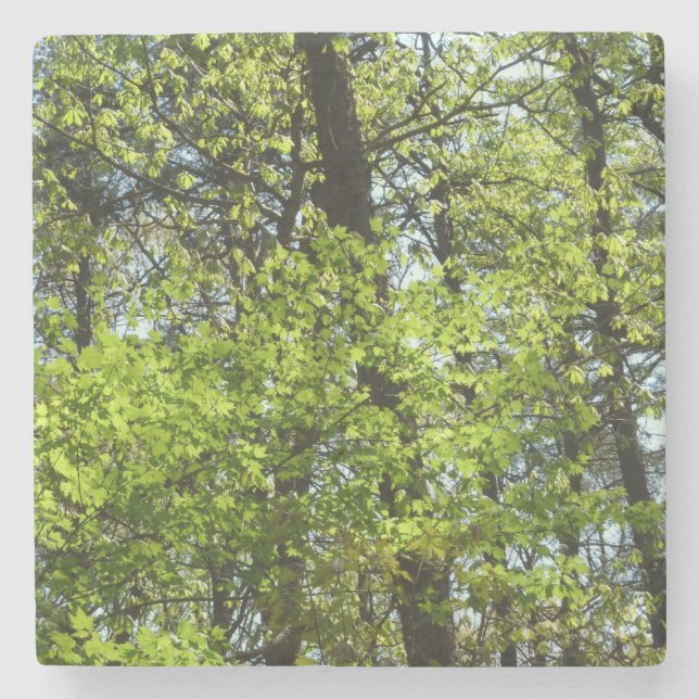 Spring Maple Leaves Nature Stone Coaster (Front)