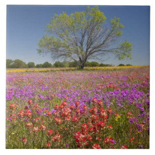 Spring mesquite trees growing in wildflowers, ceramic tile