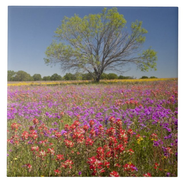 Spring mesquite trees growing in wildflowers, ceramic tile (Front)