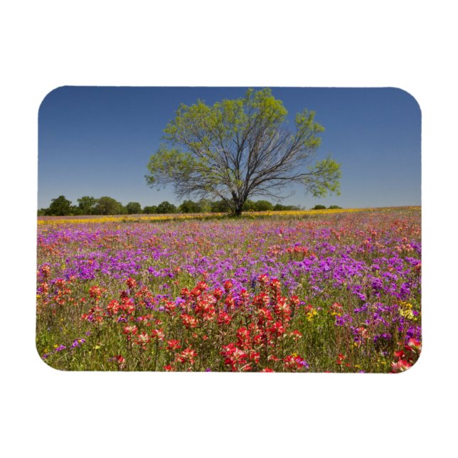 Spring mesquite trees growing in wildflowers, magnet (Horizontal)