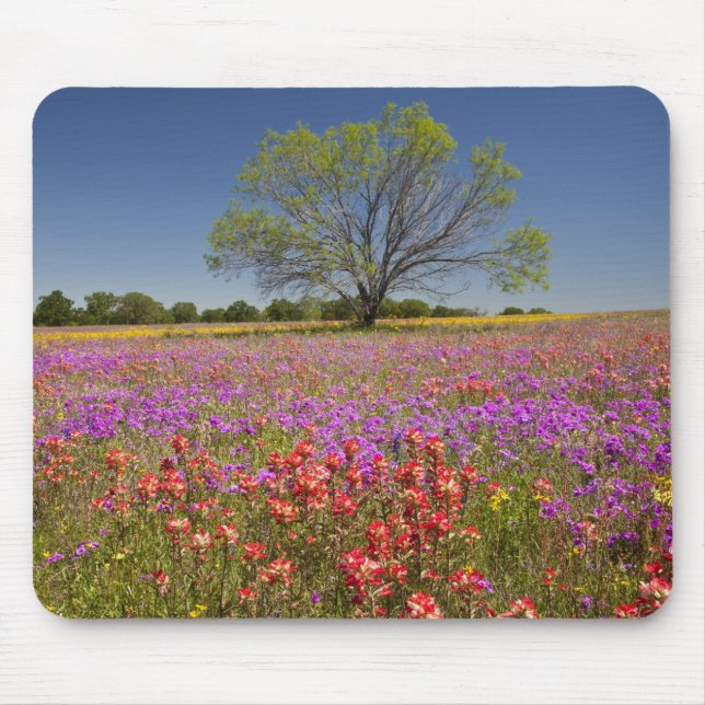 Spring mesquite trees growing in wildflowers, mouse pad (Front)