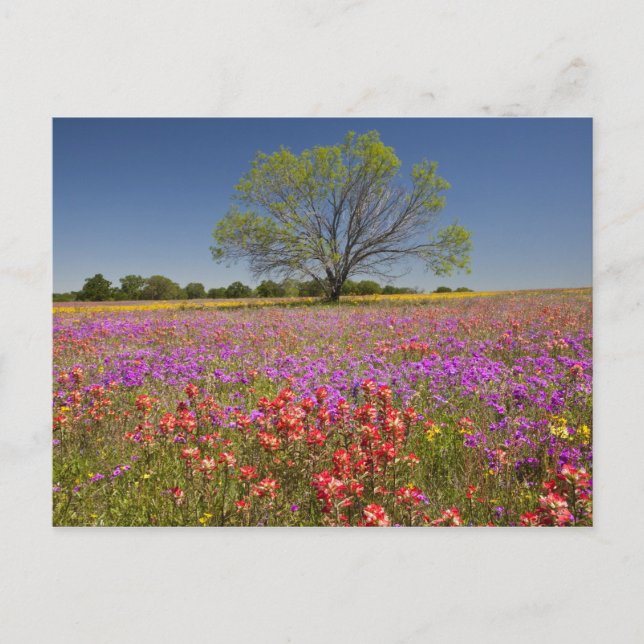 Spring mesquite trees growing in wildflowers, postcard (Front)