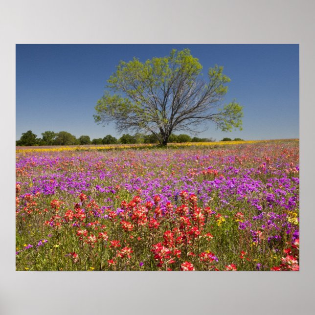 Spring mesquite trees growing in wildflowers, poster (Front)