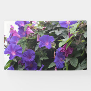 Spring Morning Glories in Blue Banner