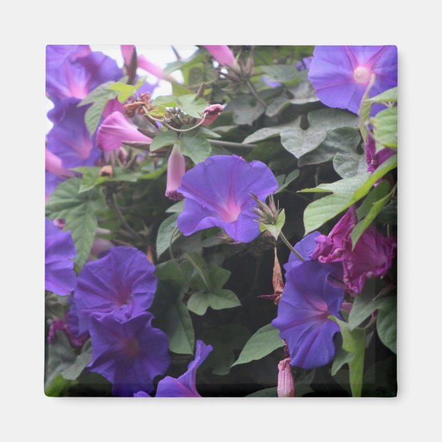 Spring Morning Glories in Blue Magnet (Front)