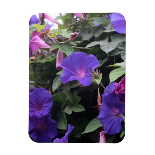 Spring Morning Glories in Blue Magnet (Vertical)