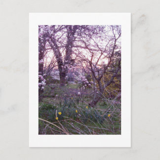Spring Morning Postcard