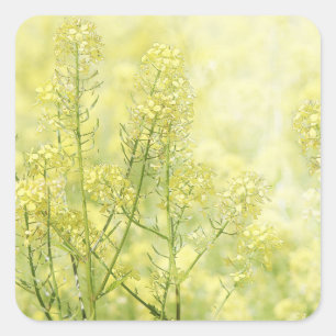 Spring Mustard Square Sticker
