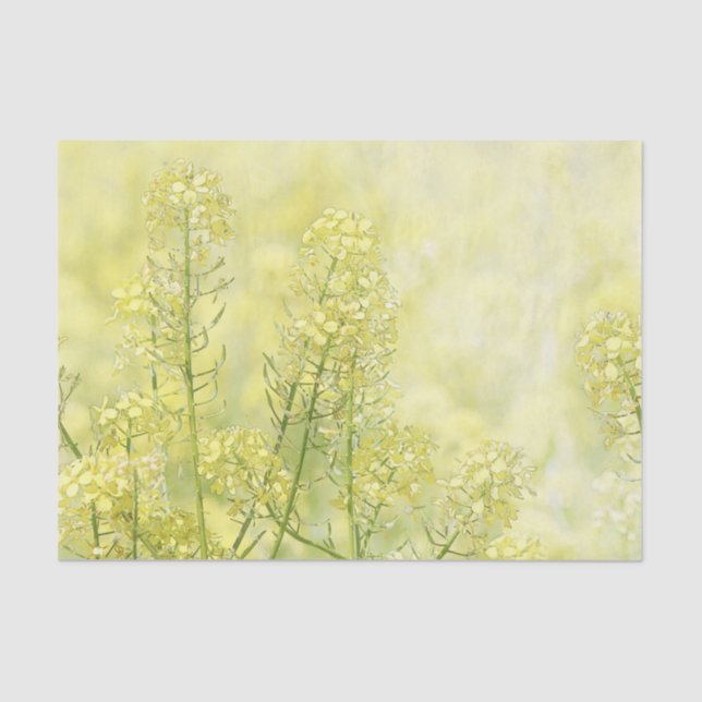 Spring Mustard Tissue Paper (Front)