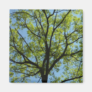 Spring Oak Tree Vibrant Nature Magnet