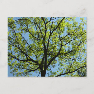 Spring Oak Tree Vibrant Nature Postcard