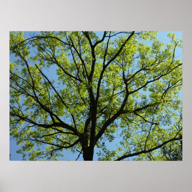 Spring Oak Tree Vibrant Nature Poster (Front)