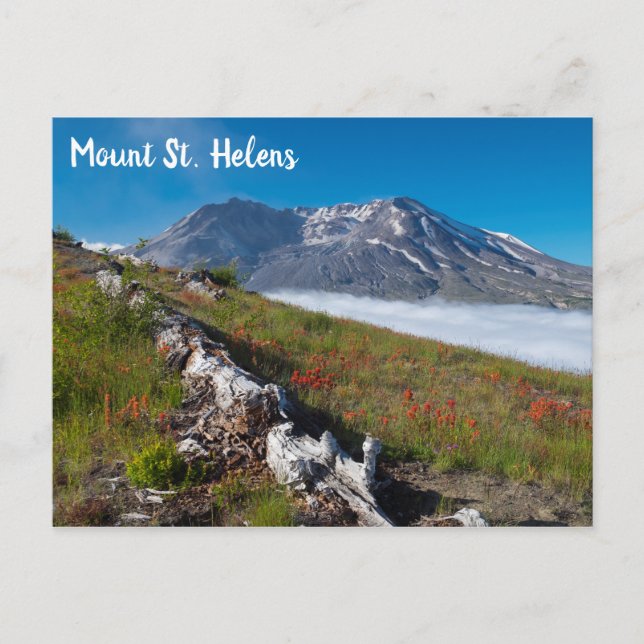 Spring on Mount St. Helens Postcard (Front)
