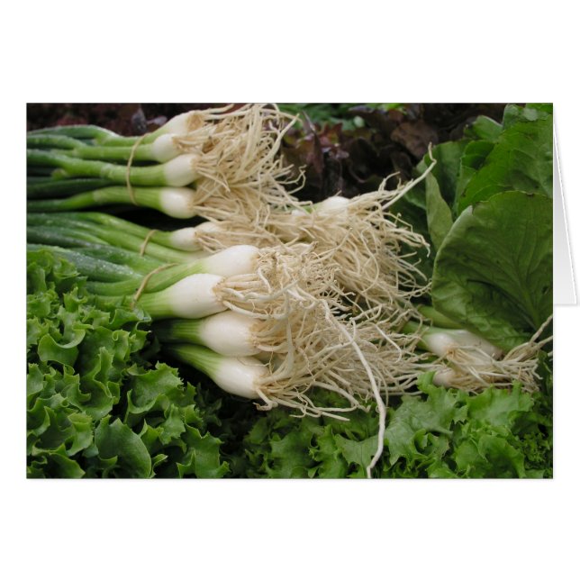 Spring onions and lettuce (Front Horizontal)