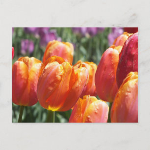 Spring Orange Tulips Postcard
