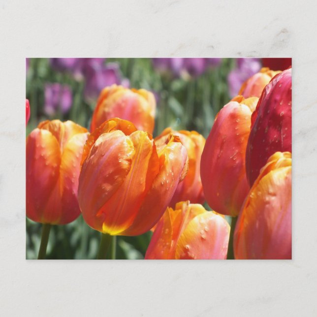 Spring Orange Tulips Postcard (Front)