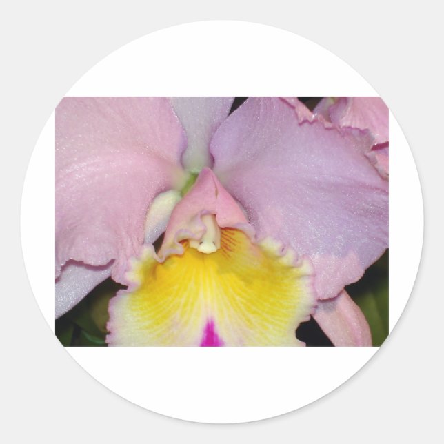 Spring Orchid Classic Round Sticker (Front)