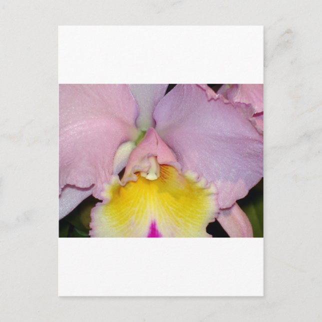 Spring Orchid Postcard (Front)