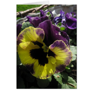 Spring Pansy