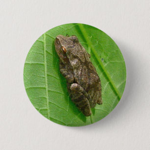 Spring Peeper (Pseudacris crucifer) Treefrog Items 6 Cm Round Badge