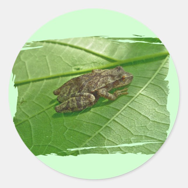Spring Peeper (Pseudacris crucifer) Treefrog Items Classic Round Sticker (Front)