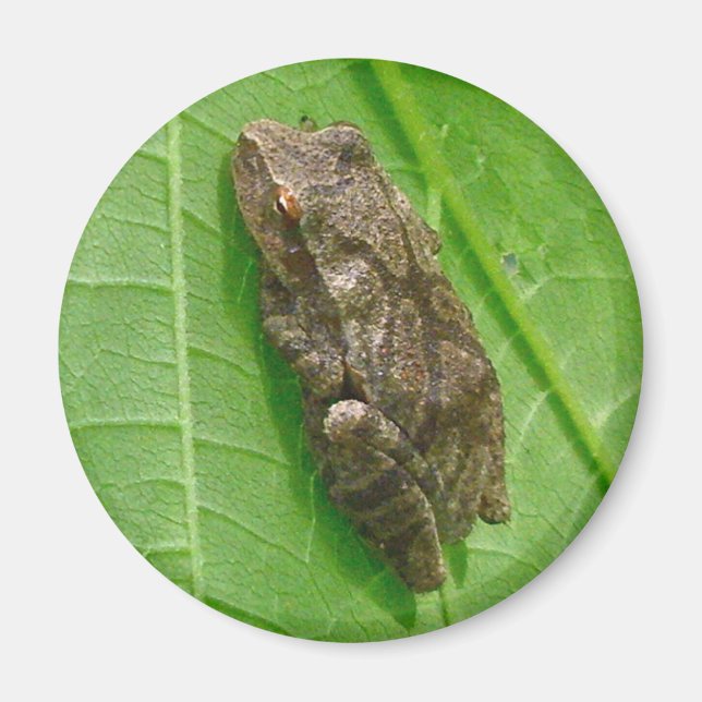 Spring Peeper (Pseudacris crucifer) Treefrog Items Magnet (Front)
